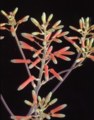 side view of inflorescences
