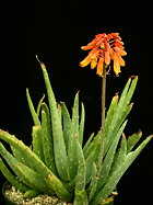 plant with orange buds