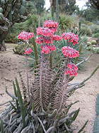 overview of mature plant in the Desert Garden, view 1
