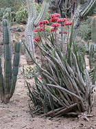 overview of mature plant in the Desert Garden, view 2