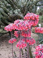 cavalcade of inflorescences with pink flowers