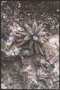 small specimen in rocky habitat