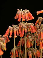 cavalcade of inflorescences with orange flowers