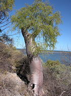 mature tree in habitat