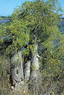 stand of 3 mature trees in habitat