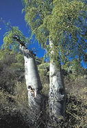 stand of 2 mature trees in habitat