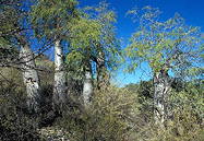 stand of 4 mature trees in habitat