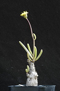 young flowering potted specimen