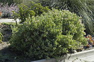 large mature shrub in the Desert Garden