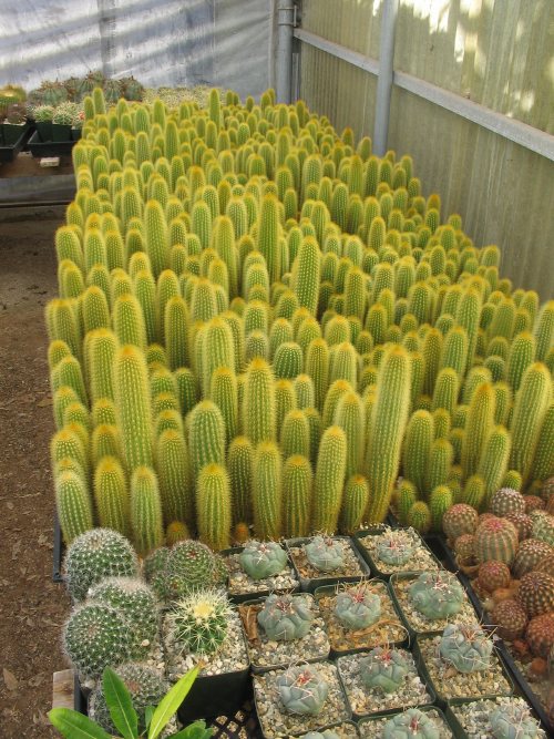 large collection of offerings in the greenhouse
