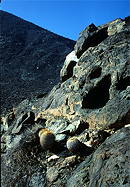 overview of rocky hillside habitat