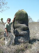 Man stands next to a mature specimen in habitat, for scale. It is easily half a meter taller than he is.