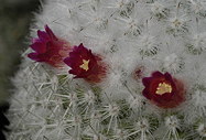 close-up of 3 of the 4 small flowers