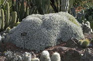 large shrub clump in the Desert Garden