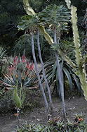 three grown specimens in the Desert Garden, showing scale (they’re tall) vs. other plants
