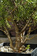 detail of trunk and branches in potted specimen