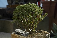 bonsai example in decorative pot