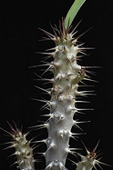 spiny stem detail