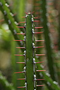 reddish spines detail