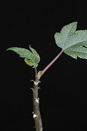 leaves, stems, trunk top