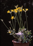 overview of potted specimen, flowering