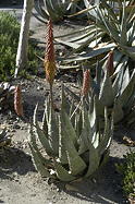 mature plant overview, in the Desert Garden