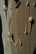 new buds, detail