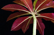 red leaf undersides