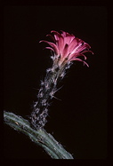 flower and stem, side view