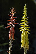 red and yellow buds and flowers, side-by-side comparison of two specimens