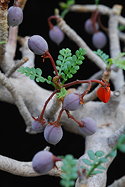 purplish drupes and a seed