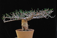 potted bonsai form