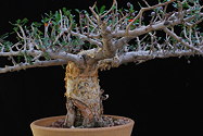 potted bonsai form, closer