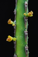 flowers on stem, detail