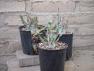 three smaller potted specimens, in different stages of leafing