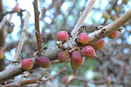 young fruits