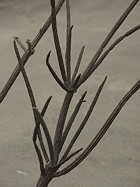 stems and branches