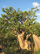 tree in habitat