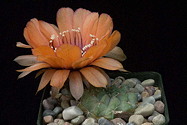 flowering specimen 2