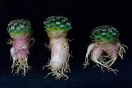 three bare root seedlings, showing variations of fleshy roots