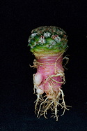 closer view of left-most bare root specimen
