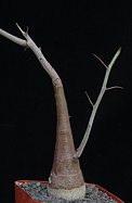 overview, single branch seedling