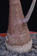 tapering pachycaul of single branch seedling