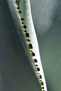 tooth detail 1
