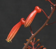 flower bud detail