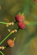 seed heads detail