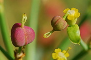 seed heads and flowers, close detail