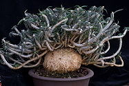 overview of potted specimen