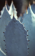 mature plant’s spines