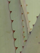 leaf margin detail